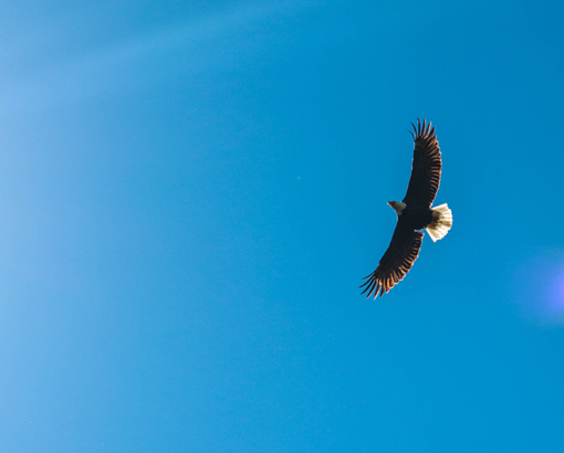 Mayan Sign Eagle Flying High