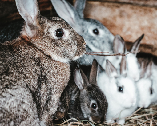 Mayan Sign Rabbit Social Fertility Abundance