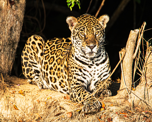 Mayan Sign Jaguar on the Rocks