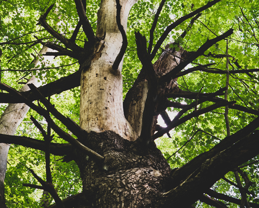 Mayan Sign Cane Trecena Strong Tree Trunk