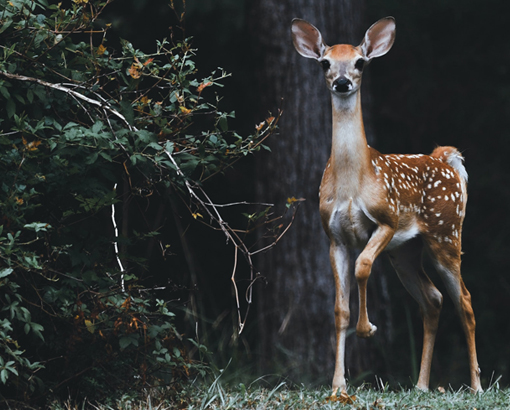 Mayan Sign Deer in Nature