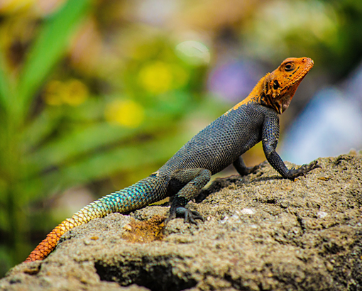 Mayan Sign Lizard Seed